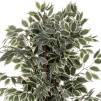 Ficus cu ghiveci BENJAMINA