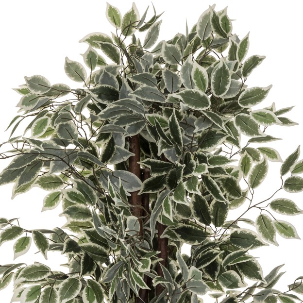 Ficus cu ghiveci BENJAMINA