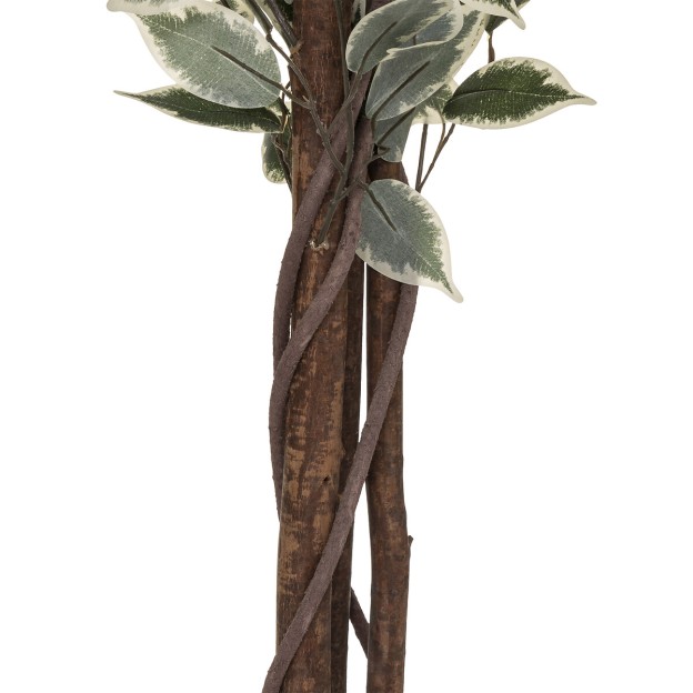 Ficus cu ghiveci BENJAMINA