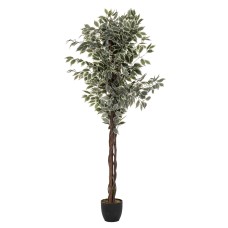 Ficus cu ghiveci BENJAMINA