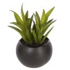 Planta decorativa H5