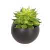 Planta decorativa H5