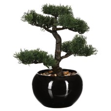 Bonsai cu ghiveci H36