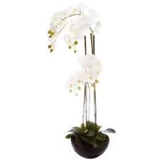 Орхидея DESTY H115