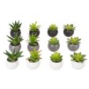 Plante Suculente in ghiveci H13