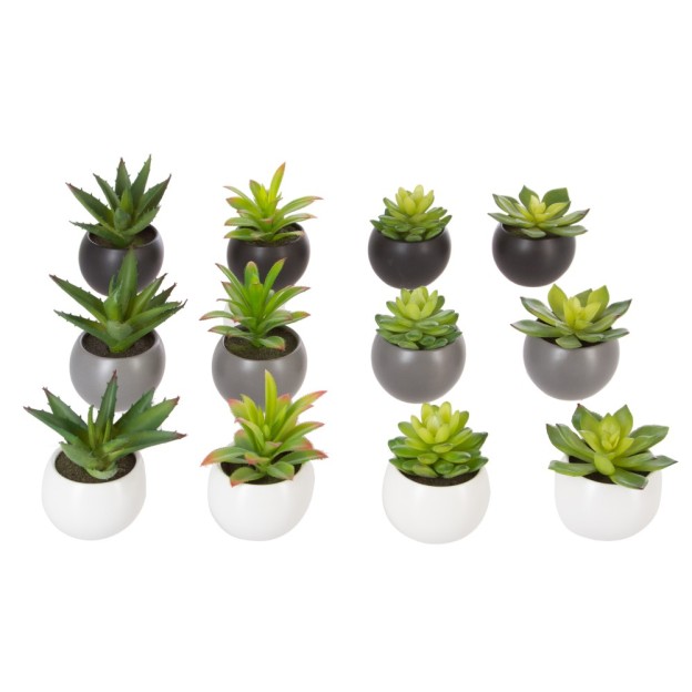 Plante Suculente in ghiveci H13