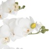 Orhidee  WHITE H65