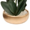 Orhidee  POT DORE