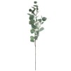 Crenguta EUCALYPTUS H 97