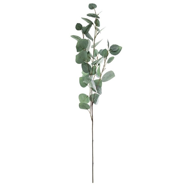 Crenguta EUCALYPTUS H 97