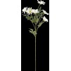 Crenguta de margarete H60