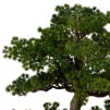 Bonsai cu ghiveci H86