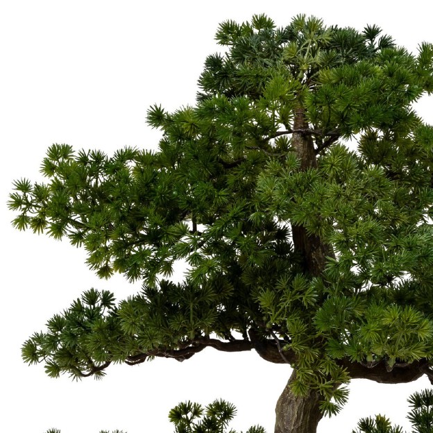 Bonsai cu ghiveci H86