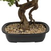 Bonsai cu ghiveci H86