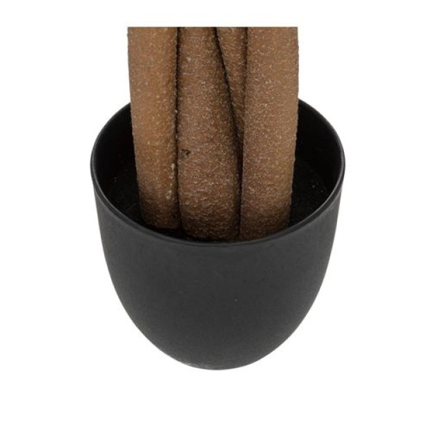 Arbore PACHIRA H110