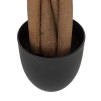 Arbore PACHIRA H110