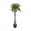 Arbore PACHIRA H110