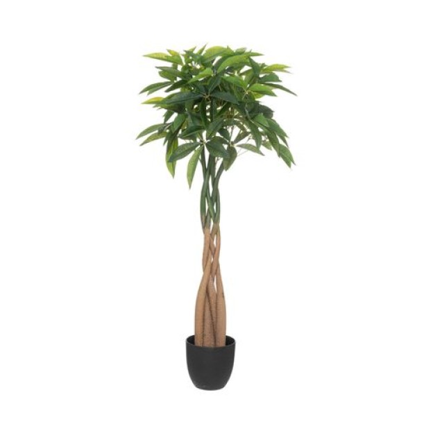 Arbore PACHIRA H110
