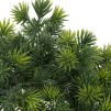 Bonsai cu ghiveci H25