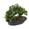 Bonsai cu ghiveci H25