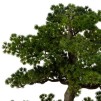 Bonsai cu ghiveci H86
