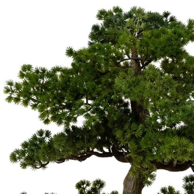 Bonsai cu ghiveci H86