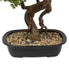 Bonsai cu ghiveci H86