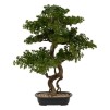 Bonsai cu ghiveci H86