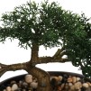 Цветок BONSAI