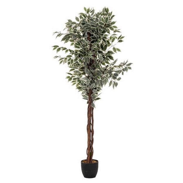 Ficus cu ghiveci BENJAMINA