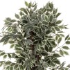 Ficus cu ghiveci BENJAMINA