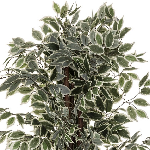 Ficus cu ghiveci BENJAMINA
