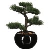 Bonsai cu ghiveci H36