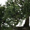 Bonsai cu ghiveci H36