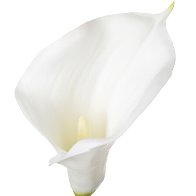 Cala artificială ARUM H75