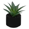 Plante suculentă Anda înălțime 13 cm cu suport asortat