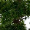Растение искусственный в ГОРШОК BONSAI H 149