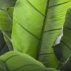 Planta artificiala in ghiveci  BANANIER H 170