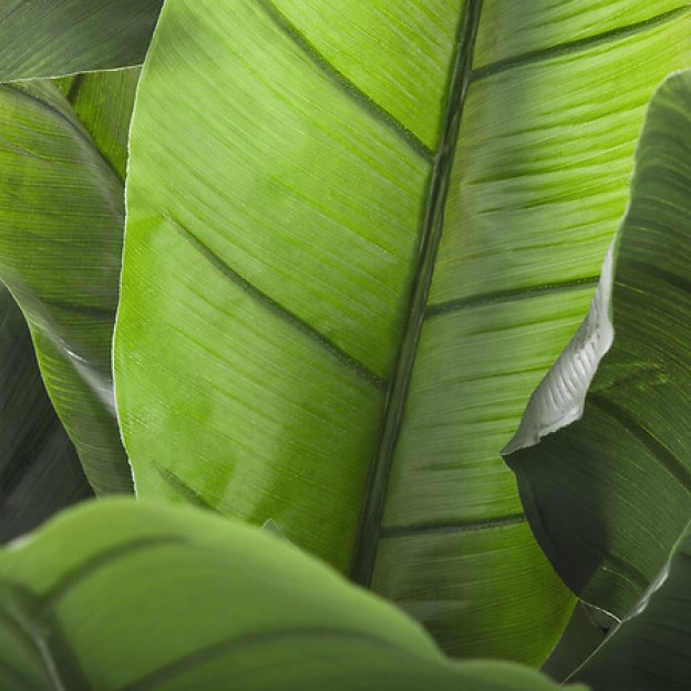 Planta artificiala in ghiveci  BANANIER H 170