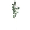 Ветка EUCALYPTUS H 97