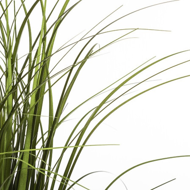 Композиция цветок GRASS