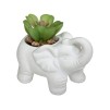 Растение декоративный ELEPHAMIO H10