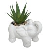 Растение декоративный ELEPHAMIO H10