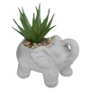 Растение декоративный ELEPHAMIO H10