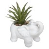 Растение декоративный ELEPHAMIO H10