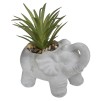 Растение декоративный ELEPHAMIO H10