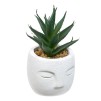 Planta suculentă Teri înălțime 13 cm, ghiveci din ciment asortat