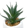 Planta suculentă Teri înălțime 13 cm, ghiveci din ciment asortat
