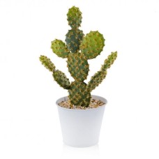 compozitie florala CACTINI