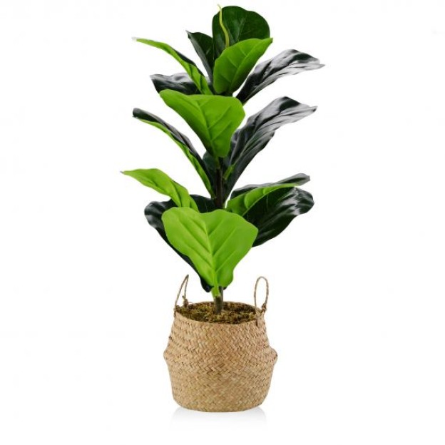 Цветок декоративный FICUS